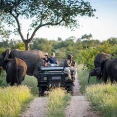 The Best Safari Destinations in Southern Africa