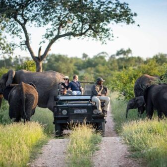 The Best Safari Destinations in Southern Africa