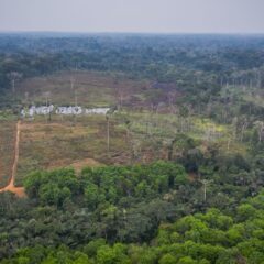 Facts About the Congo Basin