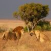 Where To See Lions in Africa