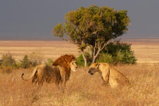 Where To See Lions in Africa