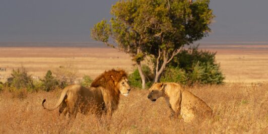 Where To See Lions in Africa