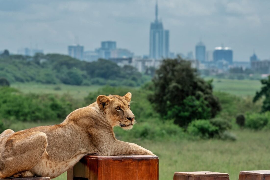 Safaris in Nairobi