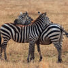 Interesting Facts About Zebras in Africa