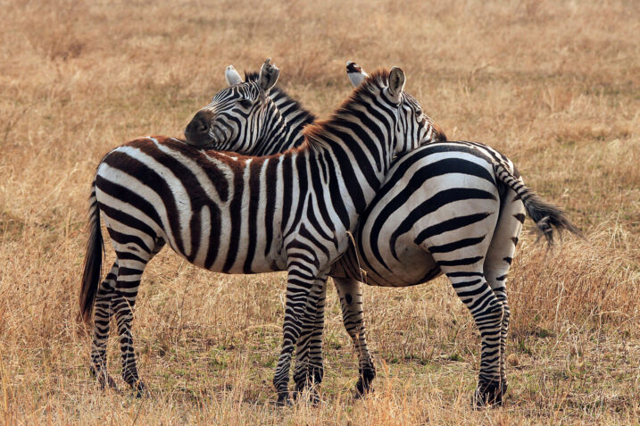 Interesting Facts About Zebras in Africa