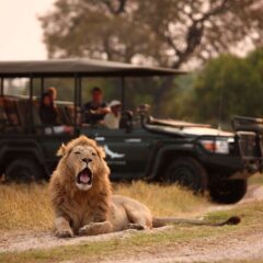 Pack for an African Safari